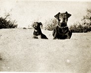 1943_Honden_2