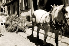 paard